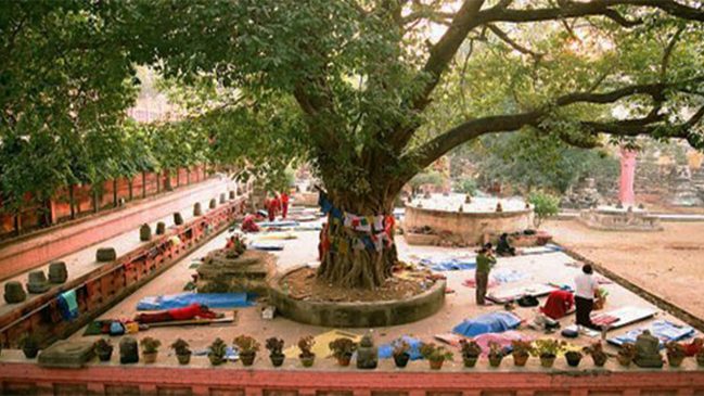 maha bodhi tree picture
