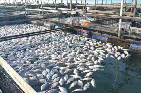 Fish Farming business 2022
