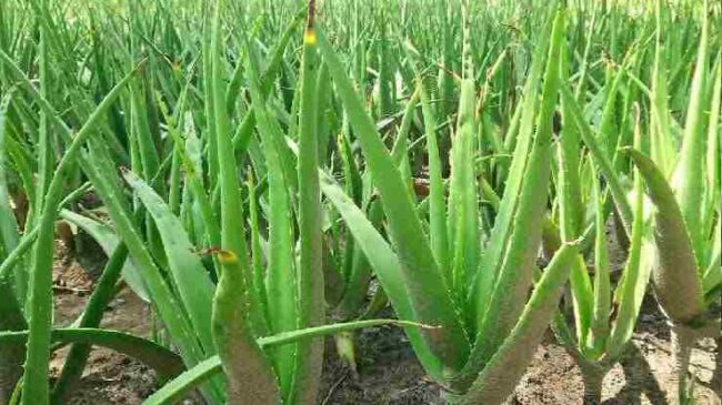 Aloe Vera Farming Business plan in hindi 