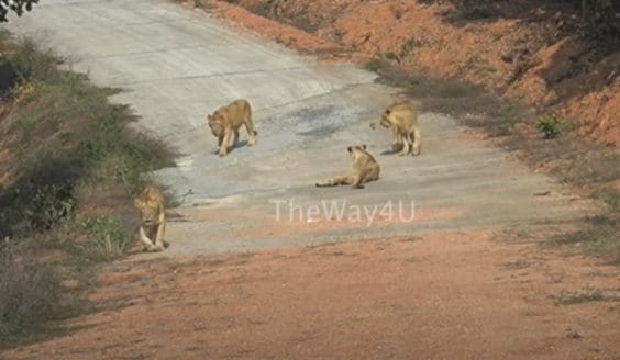 Rajgir zoo safari