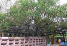 History of Bodhi Tree