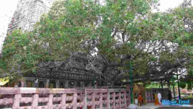 History of Bodhi Tree
