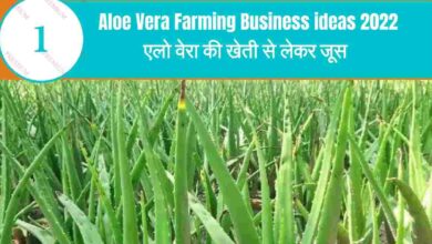 Aloe Vera Farming in hindi