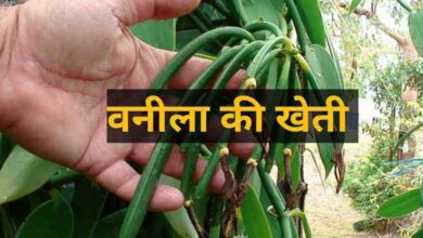 Vanilla Farming business hindi